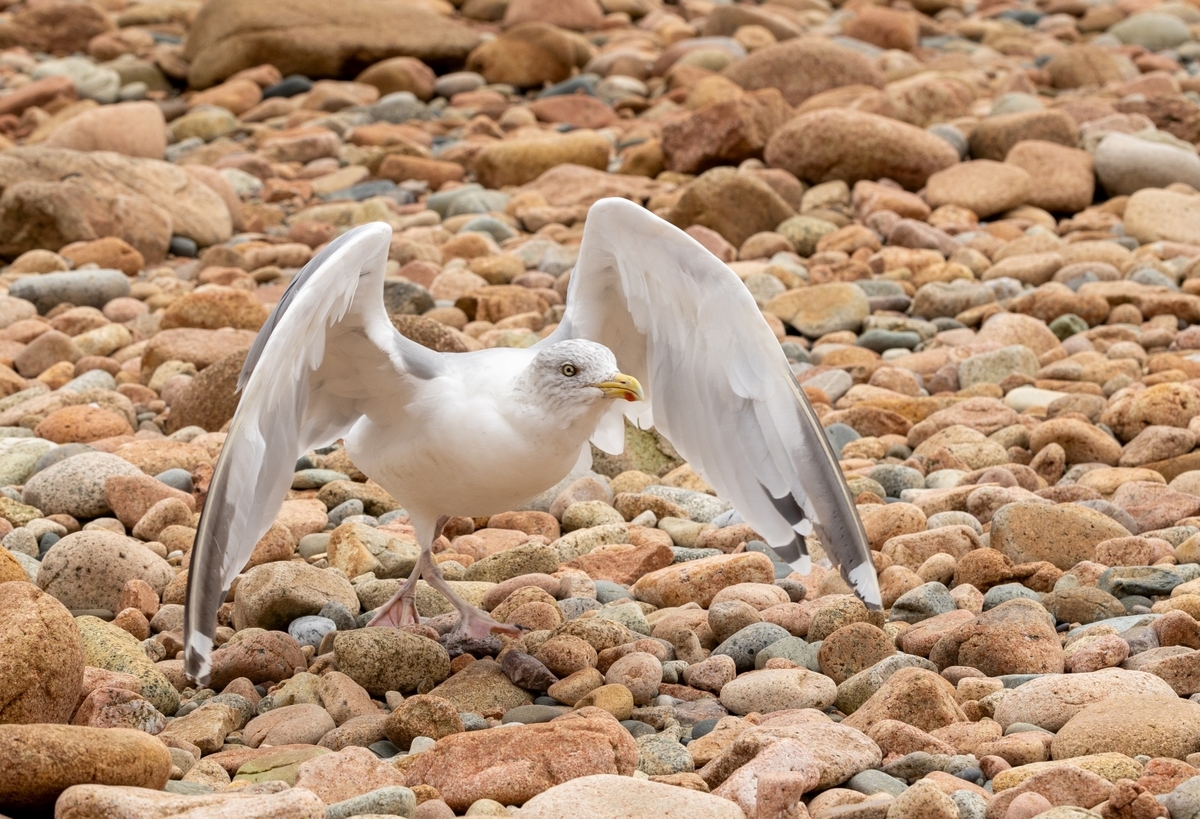 Aggressive Seagull     -     Dan Johnson